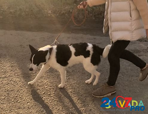 Собака ищет новый дом Ижевск - изображение 4