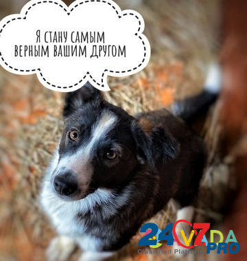 Собака Volgograd - photo 3