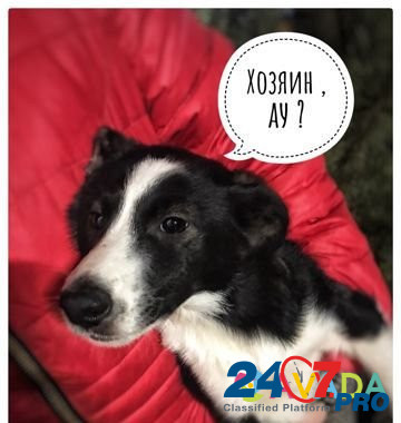 Собака Volgograd - photo 1