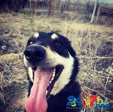 Собака-улыбака Пальма Orenburg - photo 1