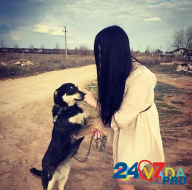 Собака-улыбака Пальма Orenburg - photo 3