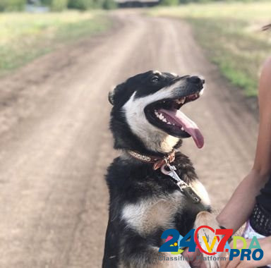 Собака-улыбака Пальма Orenburg - photo 2
