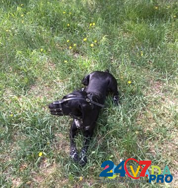 Собака Orenburg - photo 2