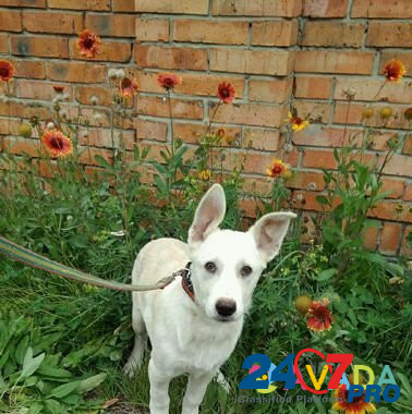 Собака Ульяновск - изображение 4