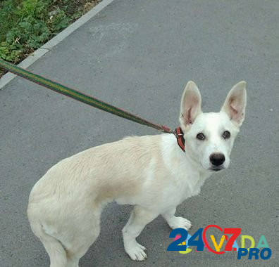 Собака Ульяновск - изображение 5