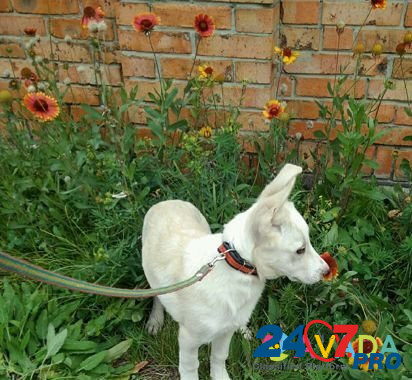 Собака Ульяновск - изображение 3