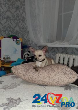 Собака на вязку Astrakhan' - photo 1