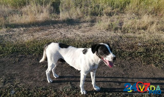 Молодая собака, примерный возраст 1.5-2 года Taganrog - photo 2