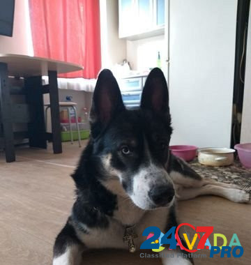 Собака Volgograd - photo 2