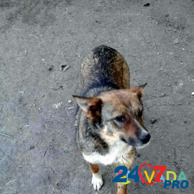 Собака Звездочка,стерильная Tambov - photo 3