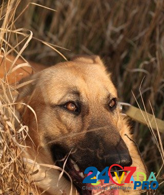 Собака в дар, добрый пес Арчи в добрые руки Zykovskiy - photo 5