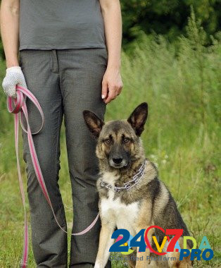 Молодой пес Эдмунд в дар, собака в добрые руки Zykovskiy - photo 3