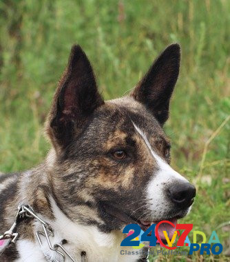 Молодой пес Самурай в дар, собака в добрые руки Zykovskiy - photo 3