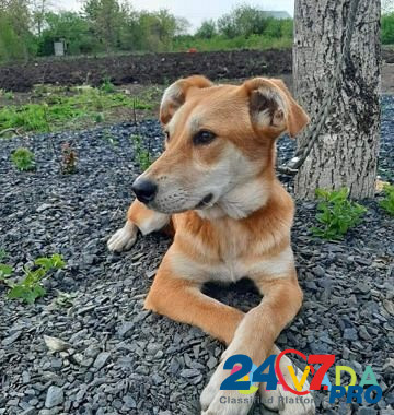 Собака Новочеркасск - изображение 1