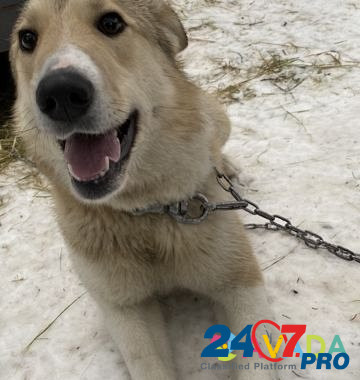 Собака Khanty-Mansiysk - photo 5