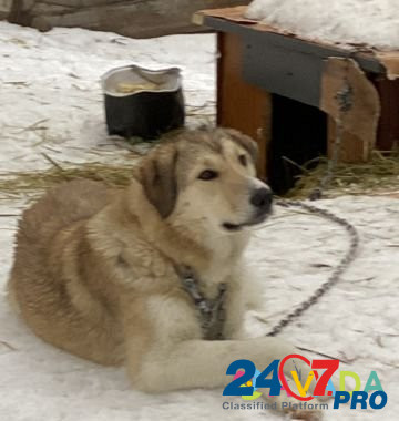 Собака Khanty-Mansiysk - photo 1