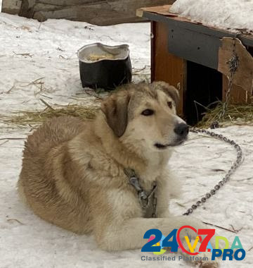 Собака Khanty-Mansiysk - photo 2