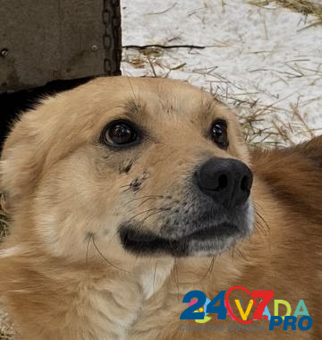 Собака Khanty-Mansiysk - photo 6