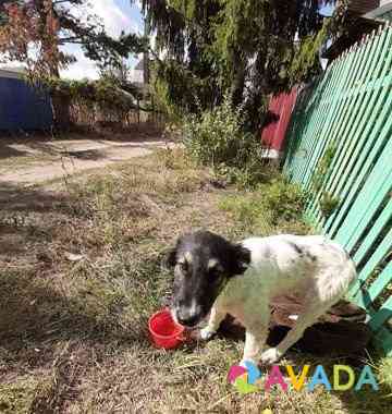 Молодой пес в добрые руки Voronezh