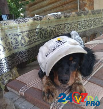 Продаётся щенок бретонского эпаньоля 5 мес Izhevsk - photo 3