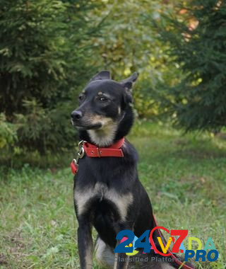 Собака Новосибирск - изображение 4