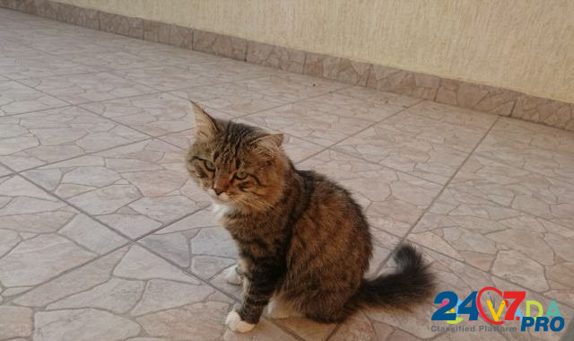 Кот шариатский Makhachkala - photo 5