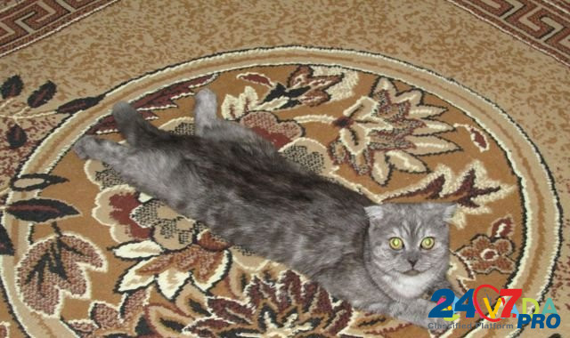 Кошка Смоленск - изображение 1