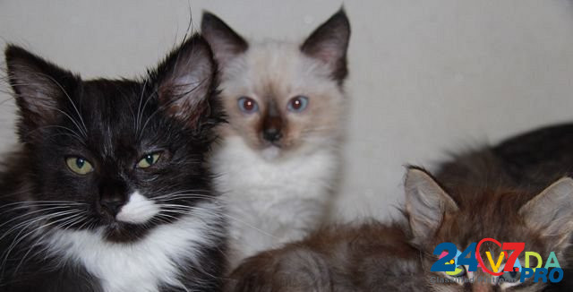Котята мальчики и девочки Чебоксары - изображение 1