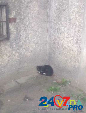 Пристраиваются кошка и котята Калининград - изображение 4