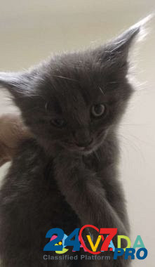 Дымчатый котенок Поночка ищет заботливые ручки Раменское - изображение 2
