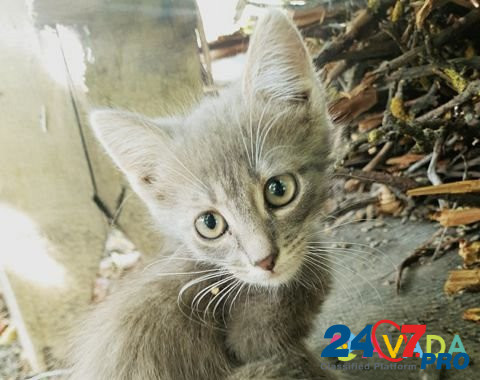 Котята в добрые руки Voronezh - photo 3