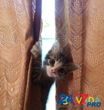 Котята в добрые руки Voronezh - photo 8