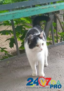 Общедомовой котик 1,3 года Volgograd - photo 1