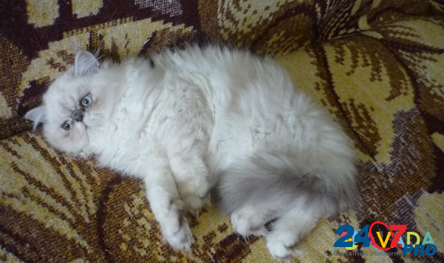 Котя (персидский мальчик) Yeysk - photo 2