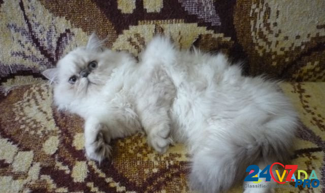 Котя (персидский мальчик) Yeysk - photo 8