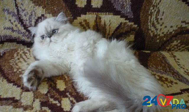 Котя (персидский мальчик) Yeysk - photo 6