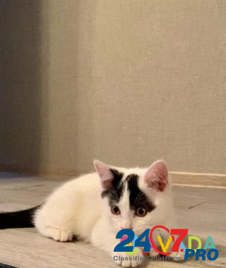 Котенок мальчик 2 месяца Рязань - изображение 1