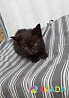 Котята от шотландской кошки Klintsy