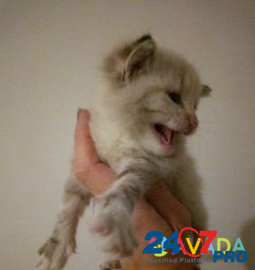 Кошка Kropotkin - photo 4