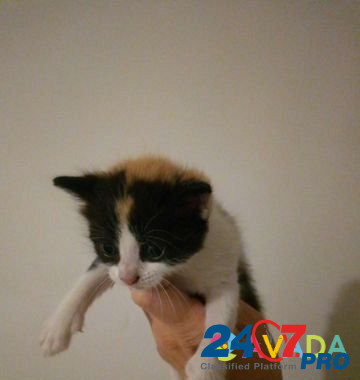 Кошка Kropotkin - photo 3