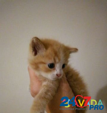 Кошка Kropotkin - photo 5