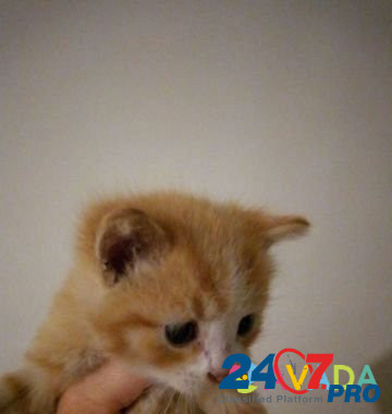 Кошка Kropotkin - photo 6