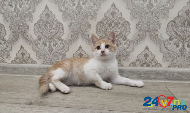 Котёнок Kazan' - photo 4