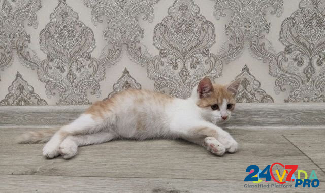 Котёнок Kazan' - photo 5