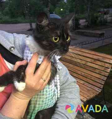 Кошка в добрые руки Rzhev