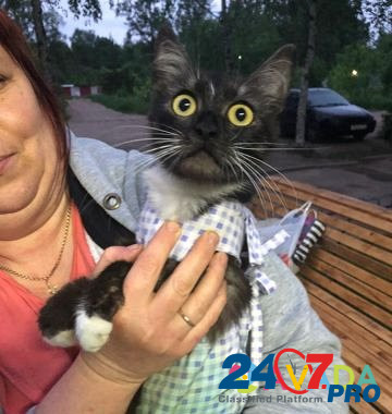 Кошка в добрые руки Rzhev - photo 2