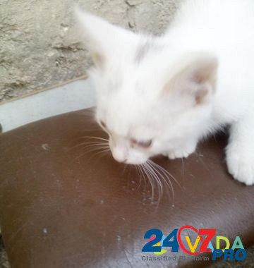 Беленький котик Yeysk - photo 3