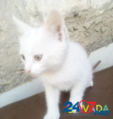 Беленький котик Yeysk - photo 2