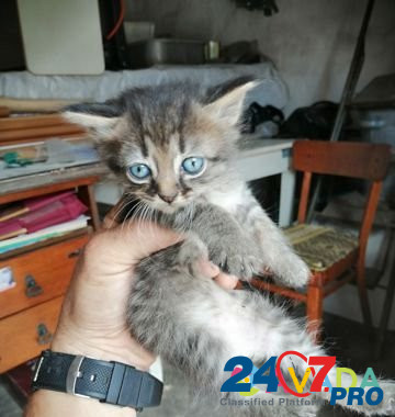 Кошка Shebekino - photo 3