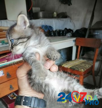 Кошка Shebekino - photo 5